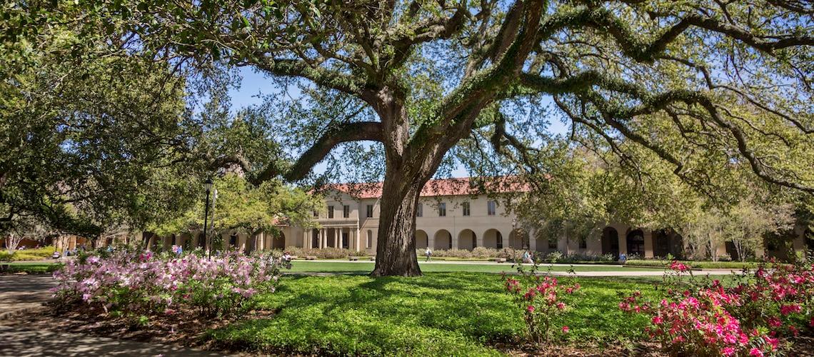 photo: oak tree on campus